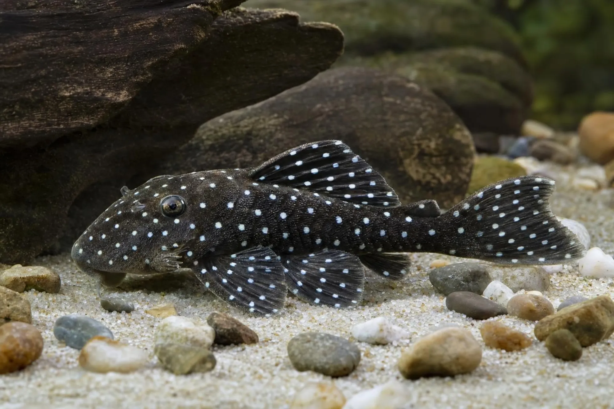 L 31 Peppermint-Pleco, Parancistrus nudiventris