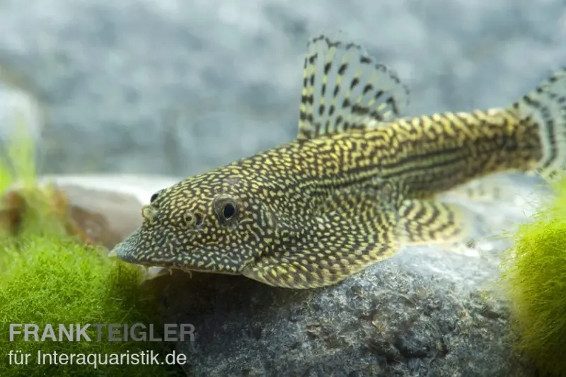 Tüpfel-Flossensauger, Beaufortia leveretti, 4-5 cm
