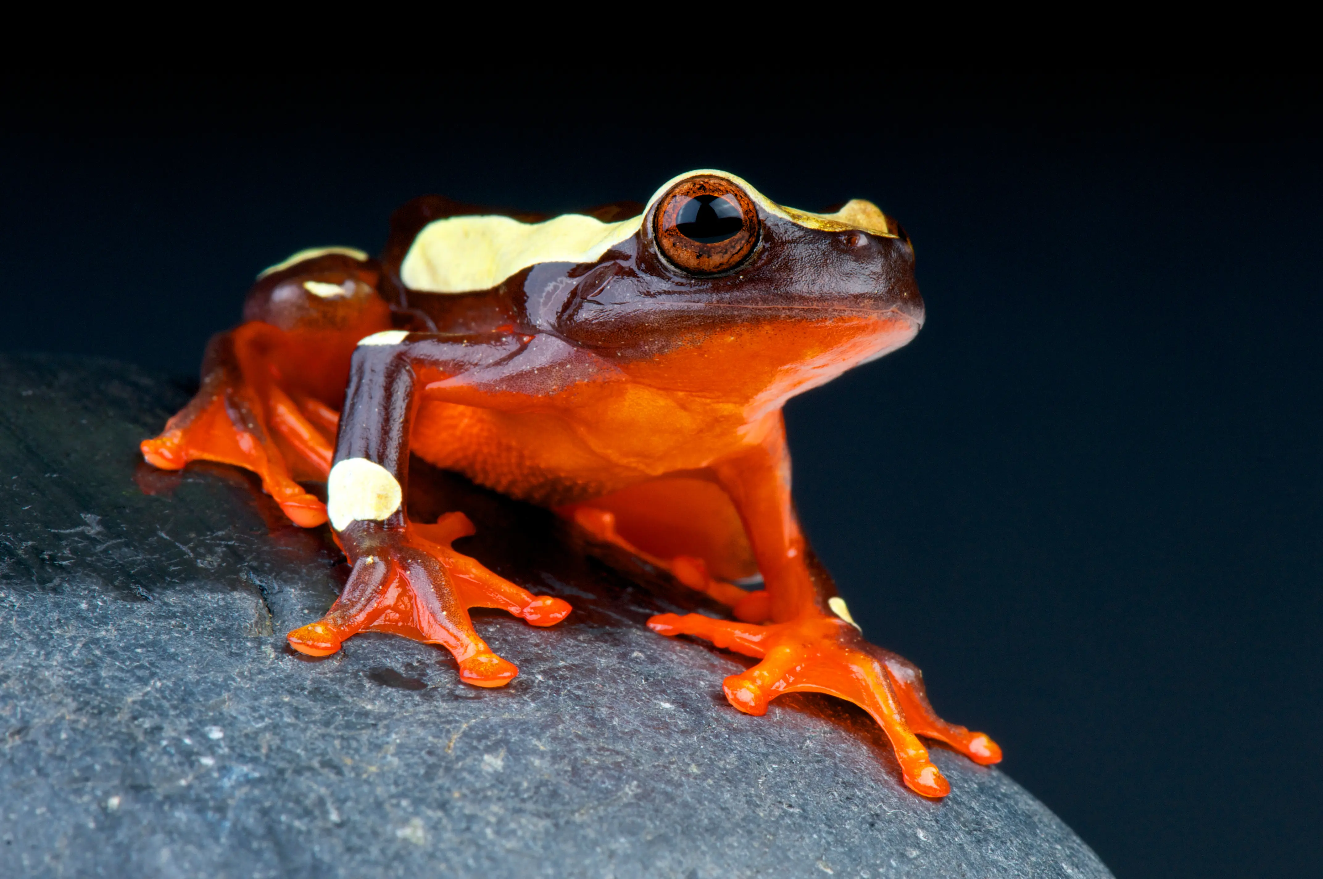 Prachtlaubfrosch, Dendropsophus leucophyllatus