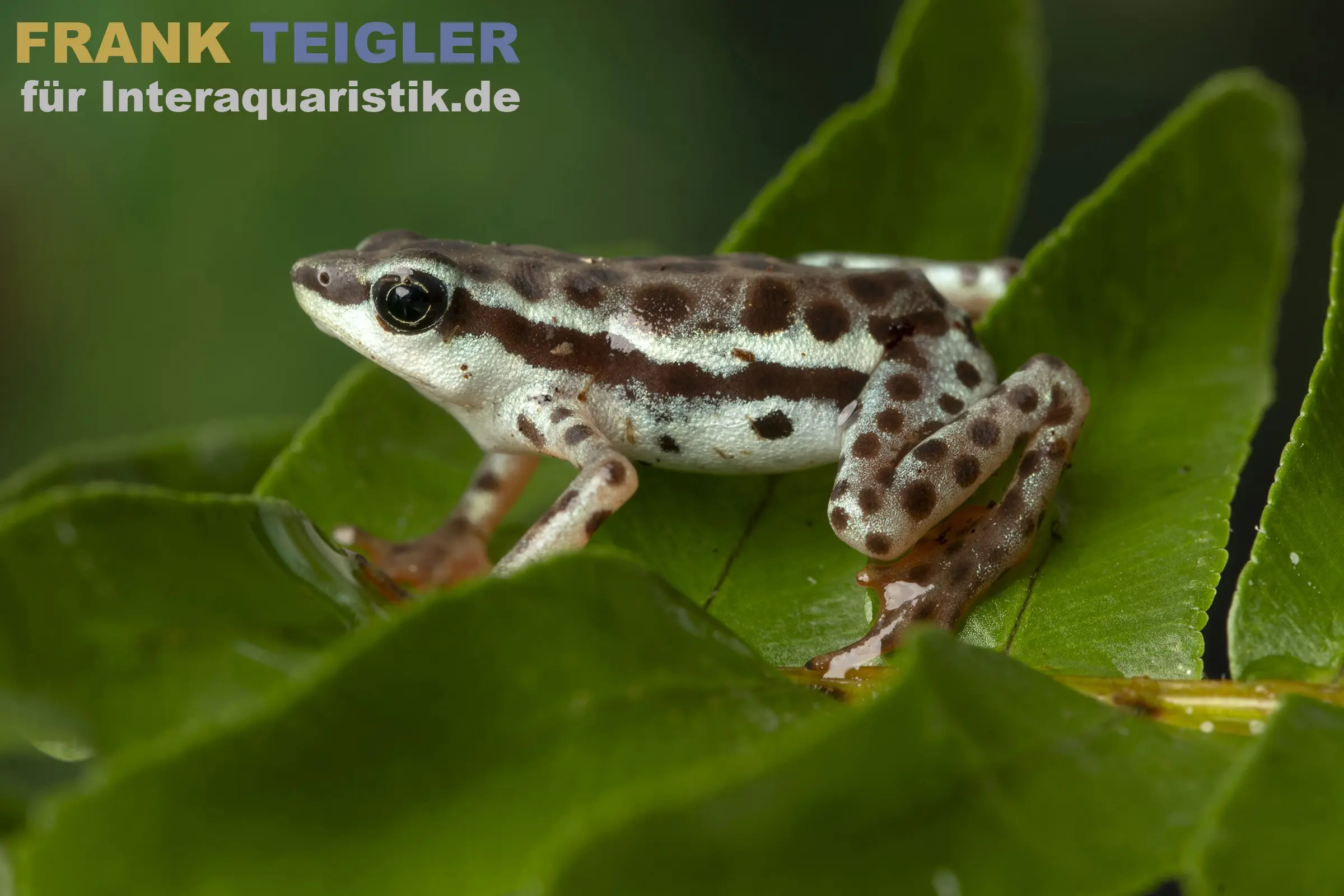 Rio Pecado Stummelfuß Kröte, Atelopus balios