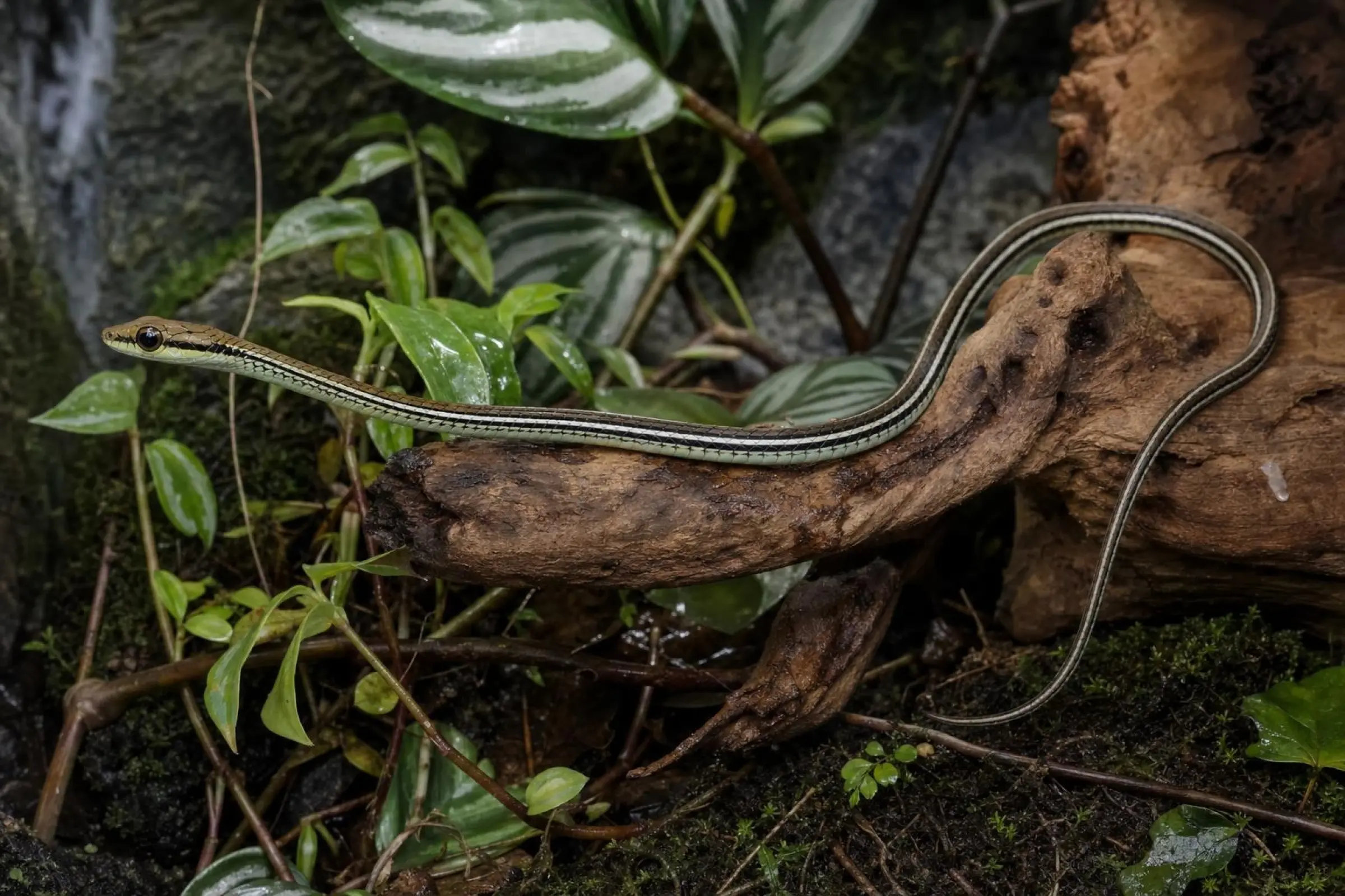 Gestreifte Bronzenatter, Dendrelaphis caudolineatus