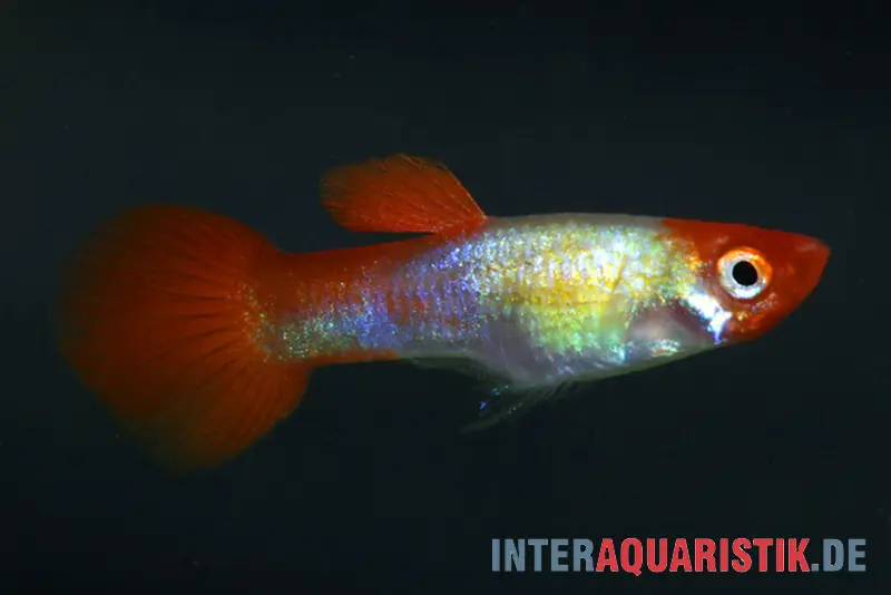 Guppy Red Cap, Poecilia reticulata, paarweise