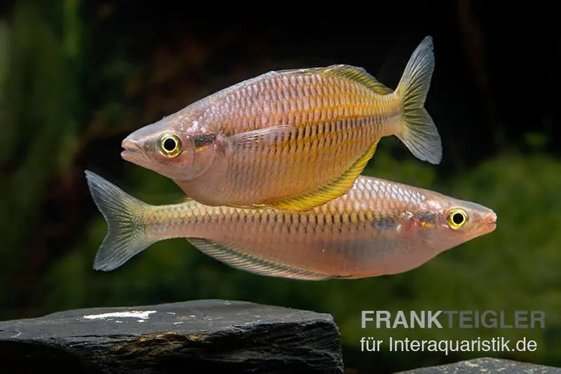 Sorong-Regenbogenfisch, Melanotaenia fredericki Wild