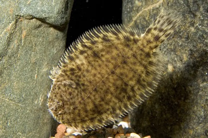 Thailändische Süsswasserflunder, Brachirus panoides, 6-9 cm
