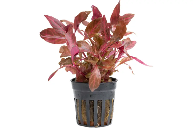 Rotes Papageienblatt, Alternanthera reineckii "Rosanervig", im Topf