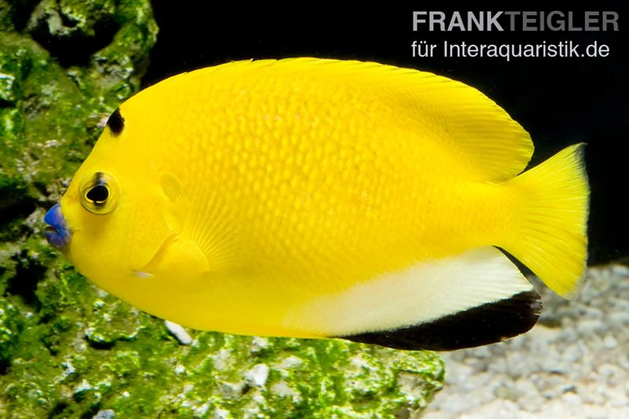 Dreipunkt-Kaiserfisch, Apolemichthys trimaculatus, ca. 4,0-6,0 cm