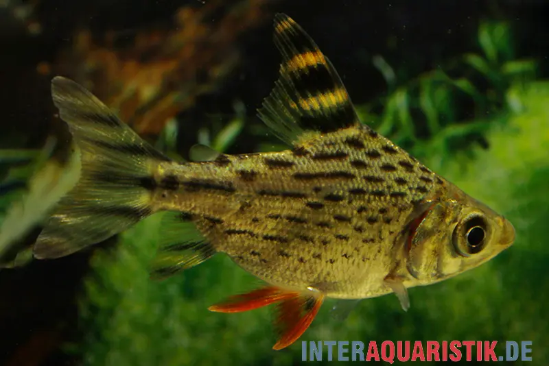 Schwanzstreifen-Salmler, Semaprochilodus taeniurus, ca. 10,0-12,0 cm