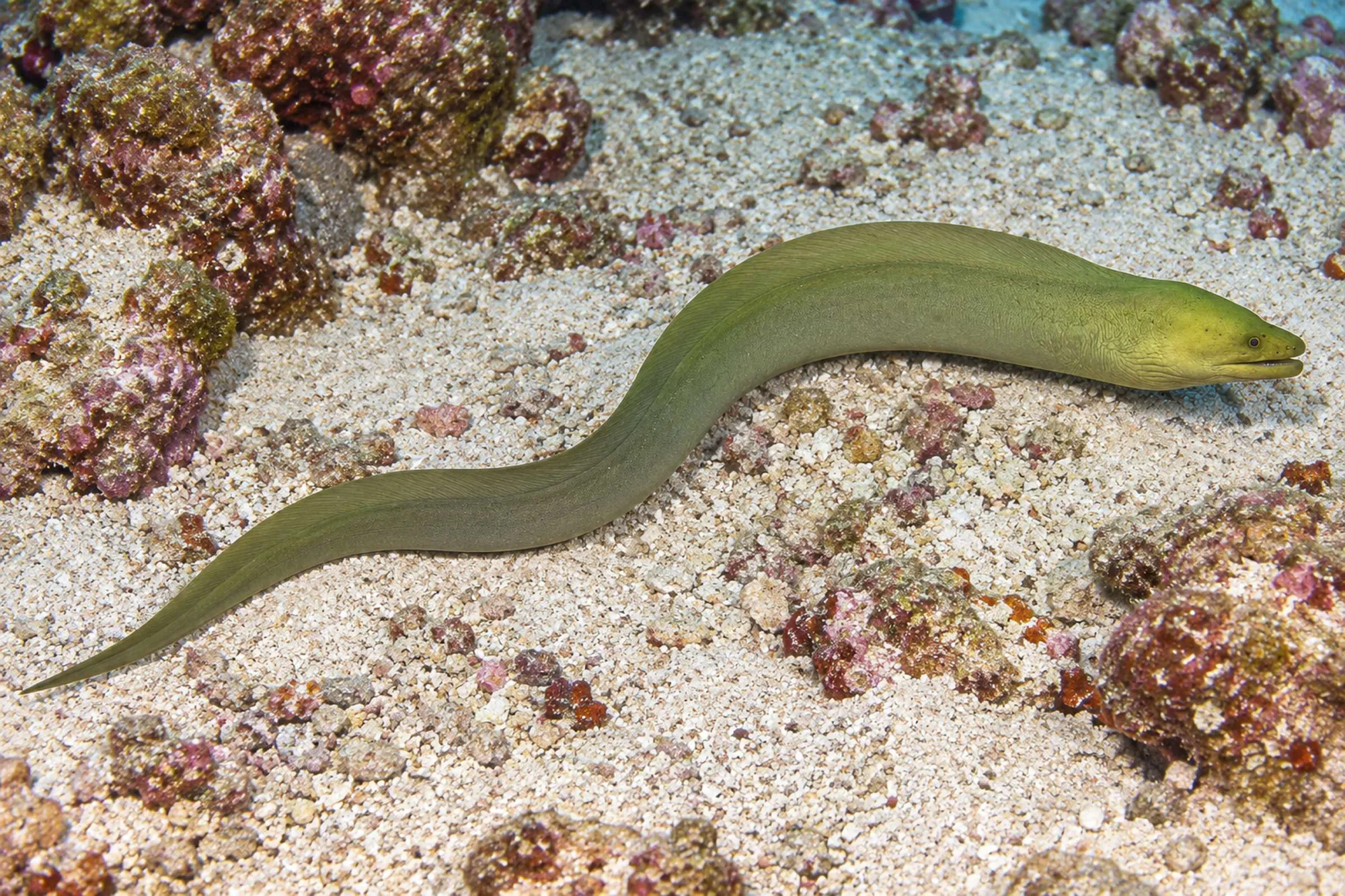 Grüne Muräne, Gymnothorax funebris