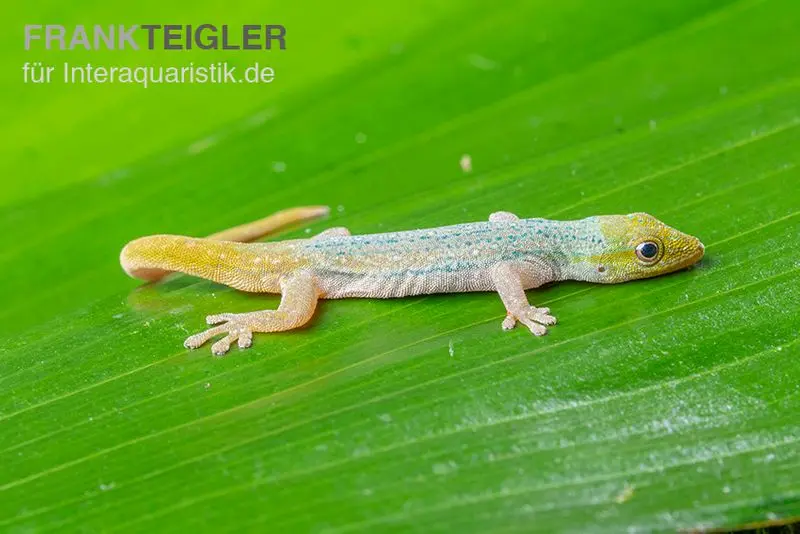 Conrau`s Zwerggecko, Lygodactylus conraui