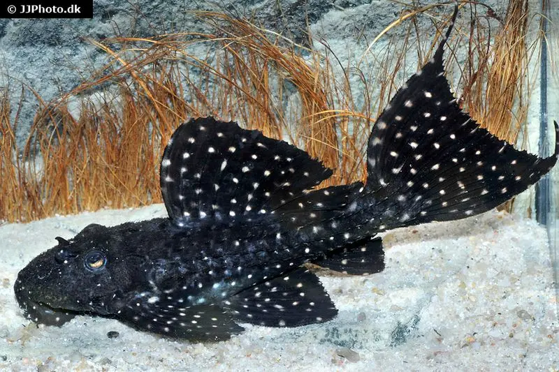 Gelbflecken-Kaktuswels, L97, Pseudacanthicus sp., 10-12 cm