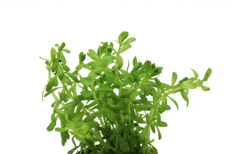 Nanjenshan Rotala, Rotala boschii, im Topf