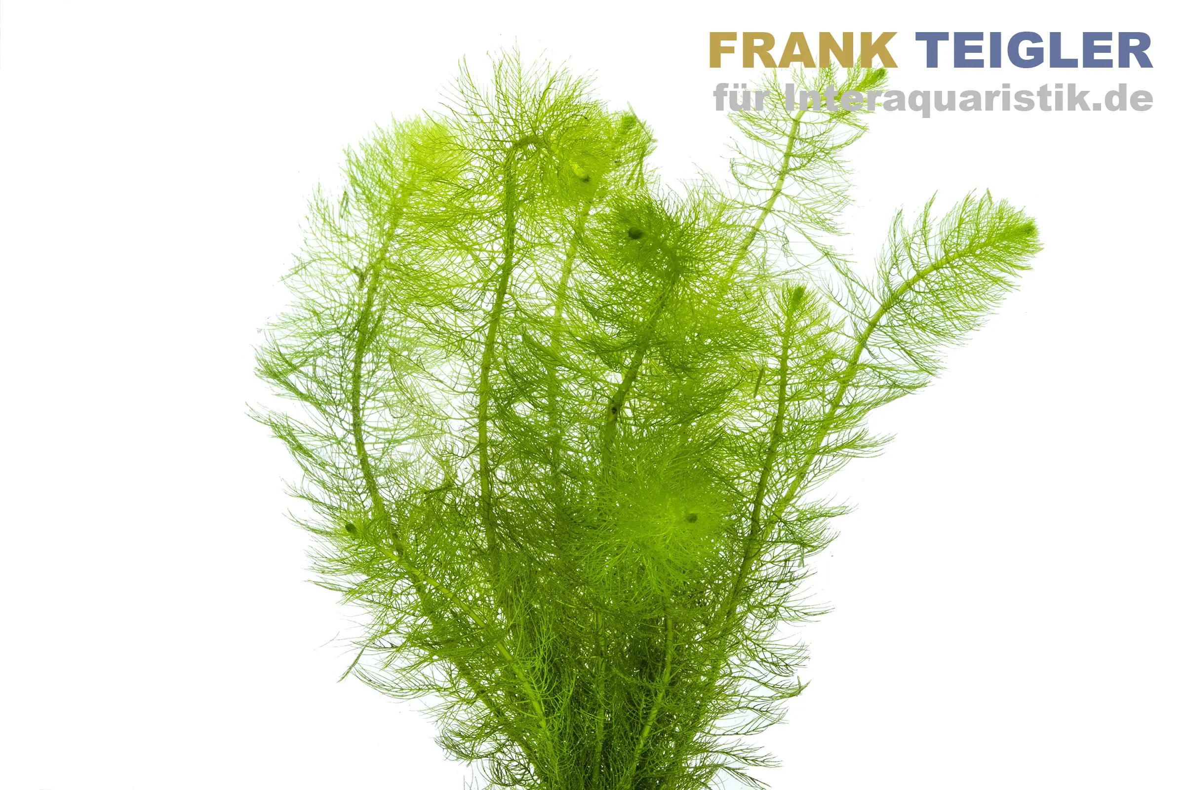 Gefiedertes Tausendblatt, Myriophyllum scrabatum, Bund