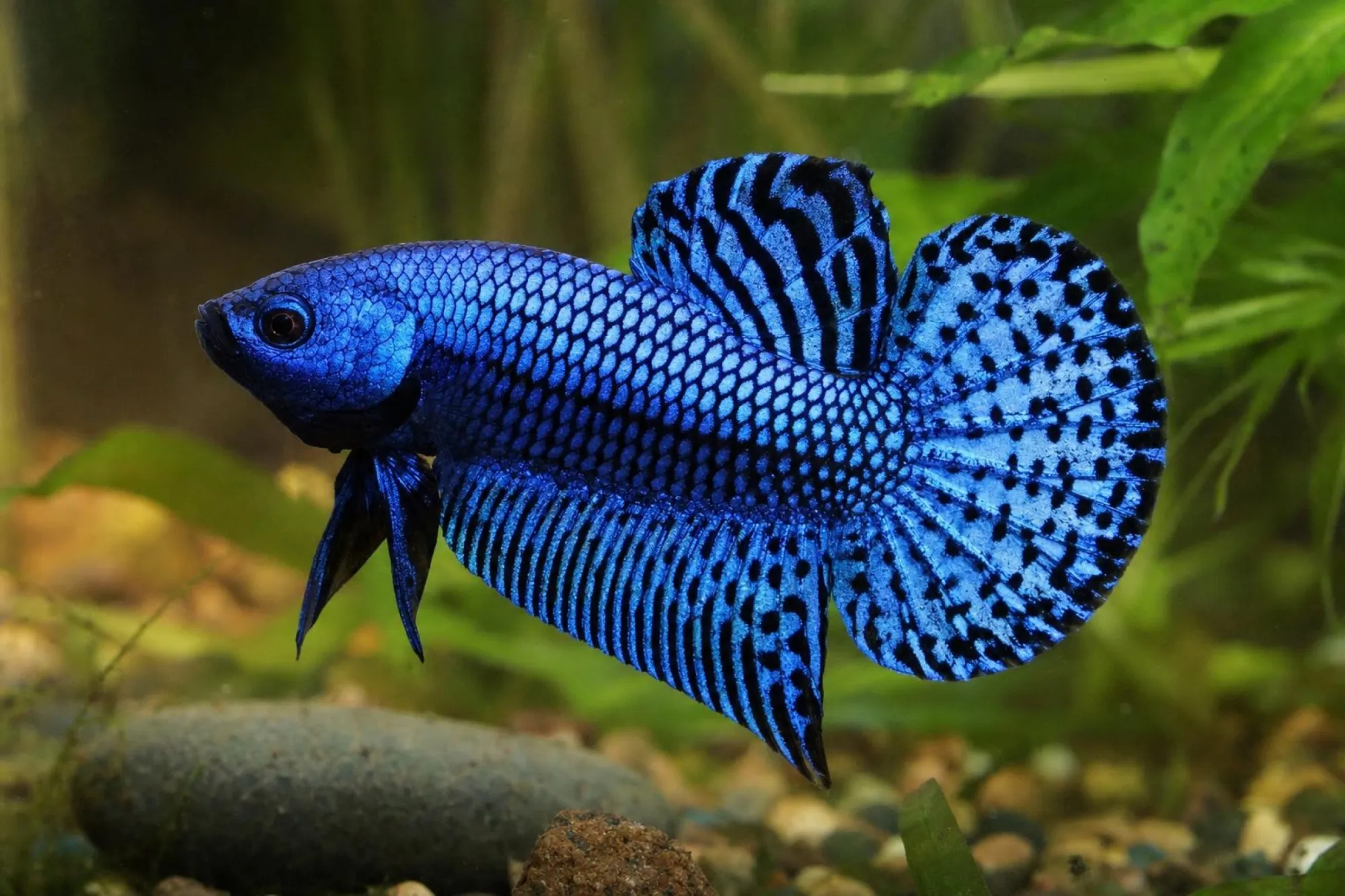 Alien-Kampffisch Blau, Männchen, Betta sp.