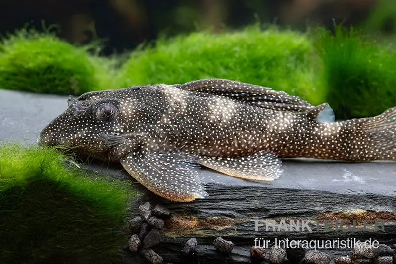 Perlhuhn-Harnischwels, L262, Hypancistrus sp., 4-5 cm
