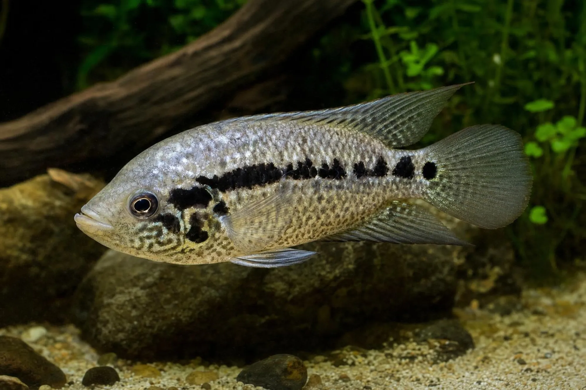 Yellowjacket-Buntbarsch, Parachromis friedrichsthalii