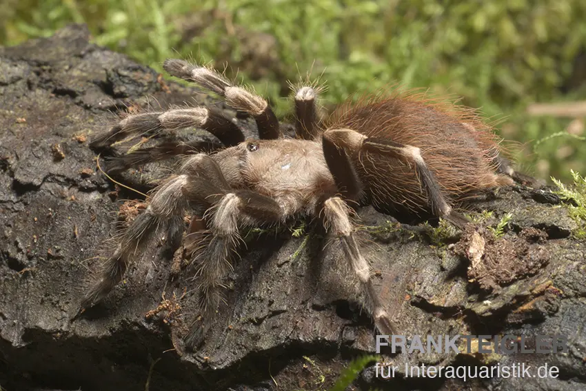 Rotweiße Brasilianische Vogelspinne, Nhandu chromatus
