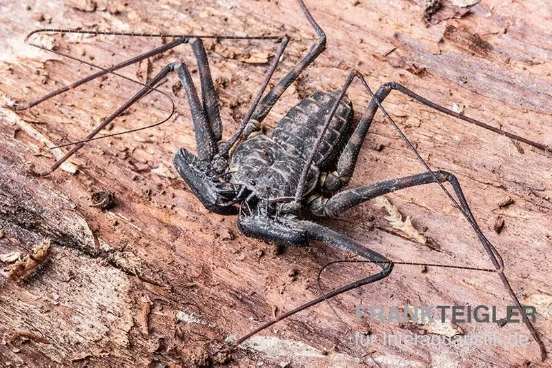 Geißelspinne, Phrynus mexicanus