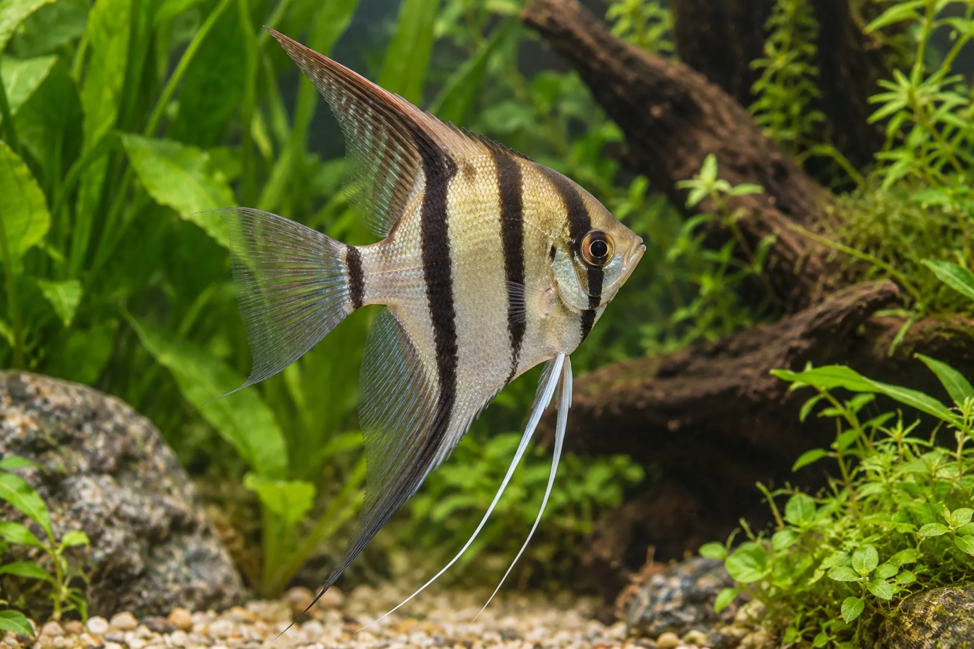 Natur-Skalar, Pterophyllum scalare