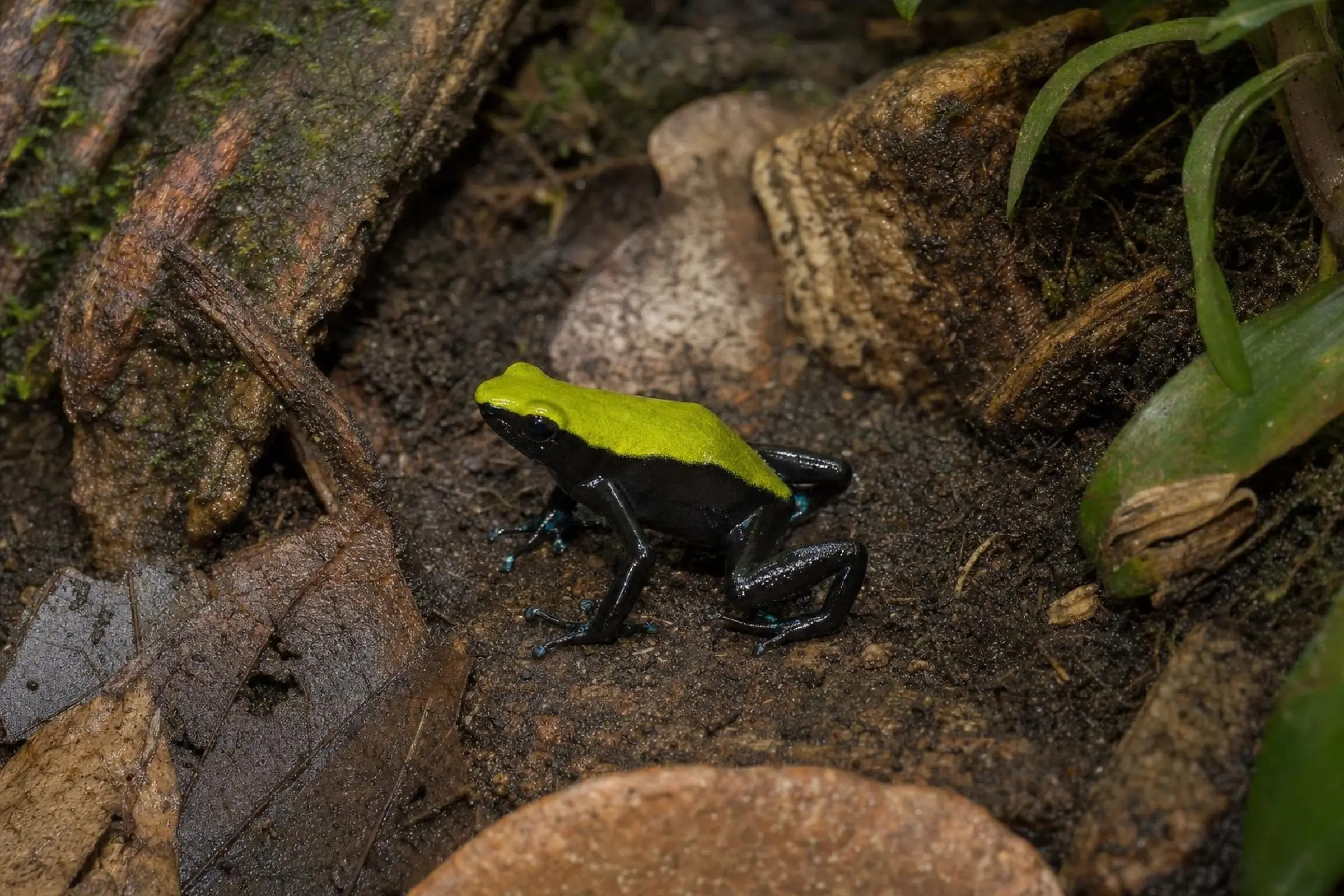 Bambus-Buntfröschchen (Kletter-Mantella), Mantella laevigata