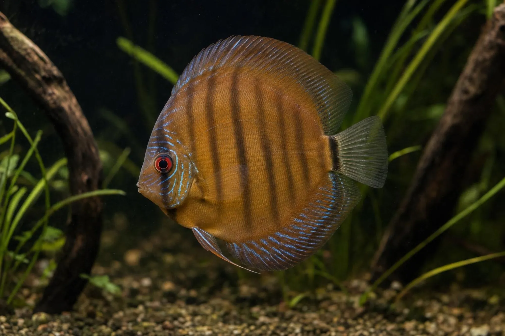 Brauner Diskusfisch, Symphysodon aequifasciatus