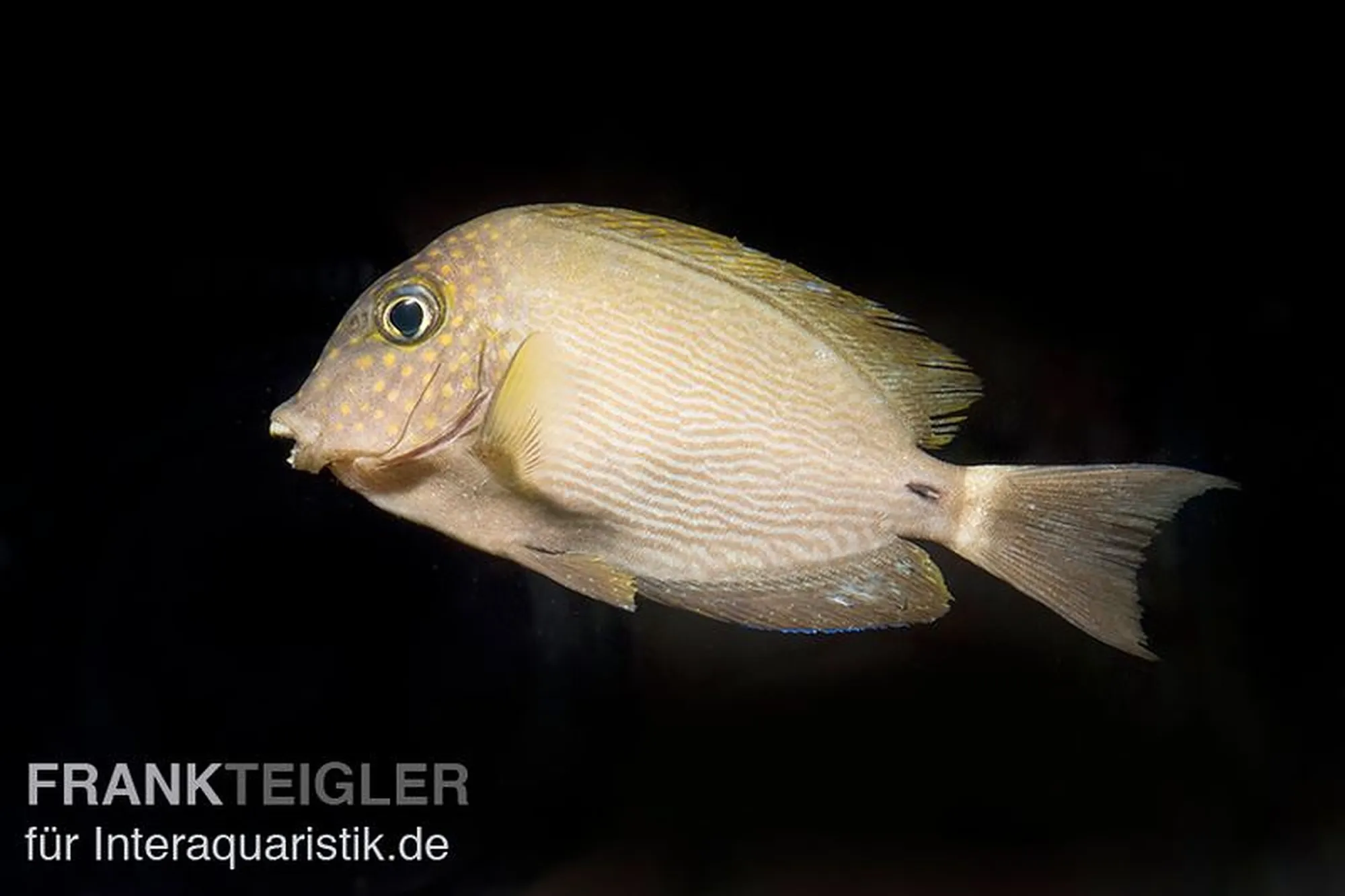 Zweipunkt-Borstenzahndoktor, Ctenochaetus binotatus, ca. 7,0-9,0 cm