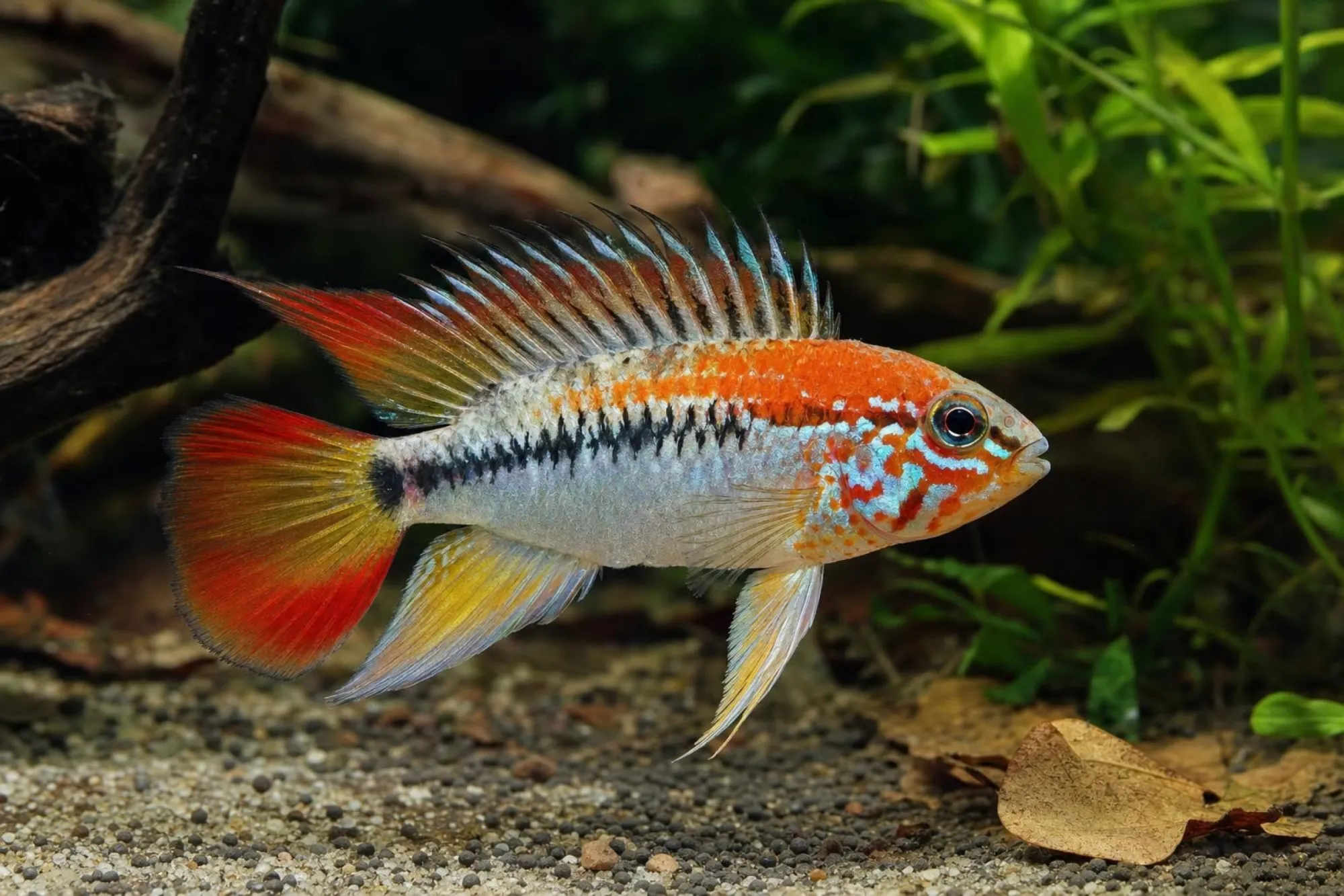 Schwarzkehl-Zwergbuntbarsch „Super Red“, Apistogramma viejita, ca. 5,0-6,0 cm