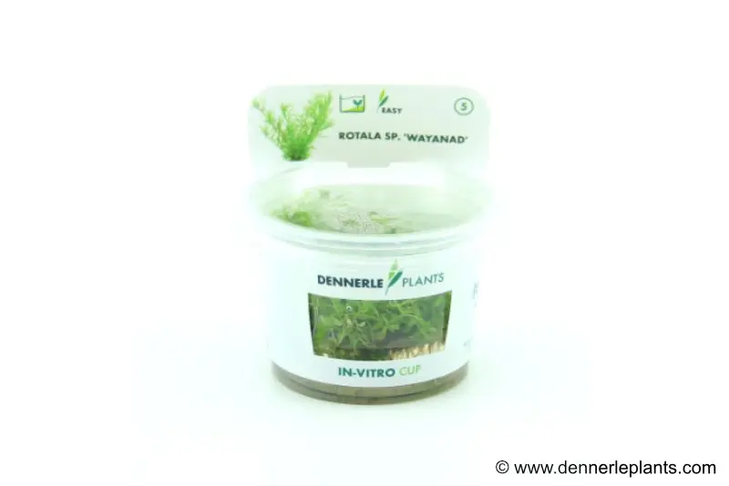 Wayanad-Rotola, Rotala sp. "Wayanad", In Vitro