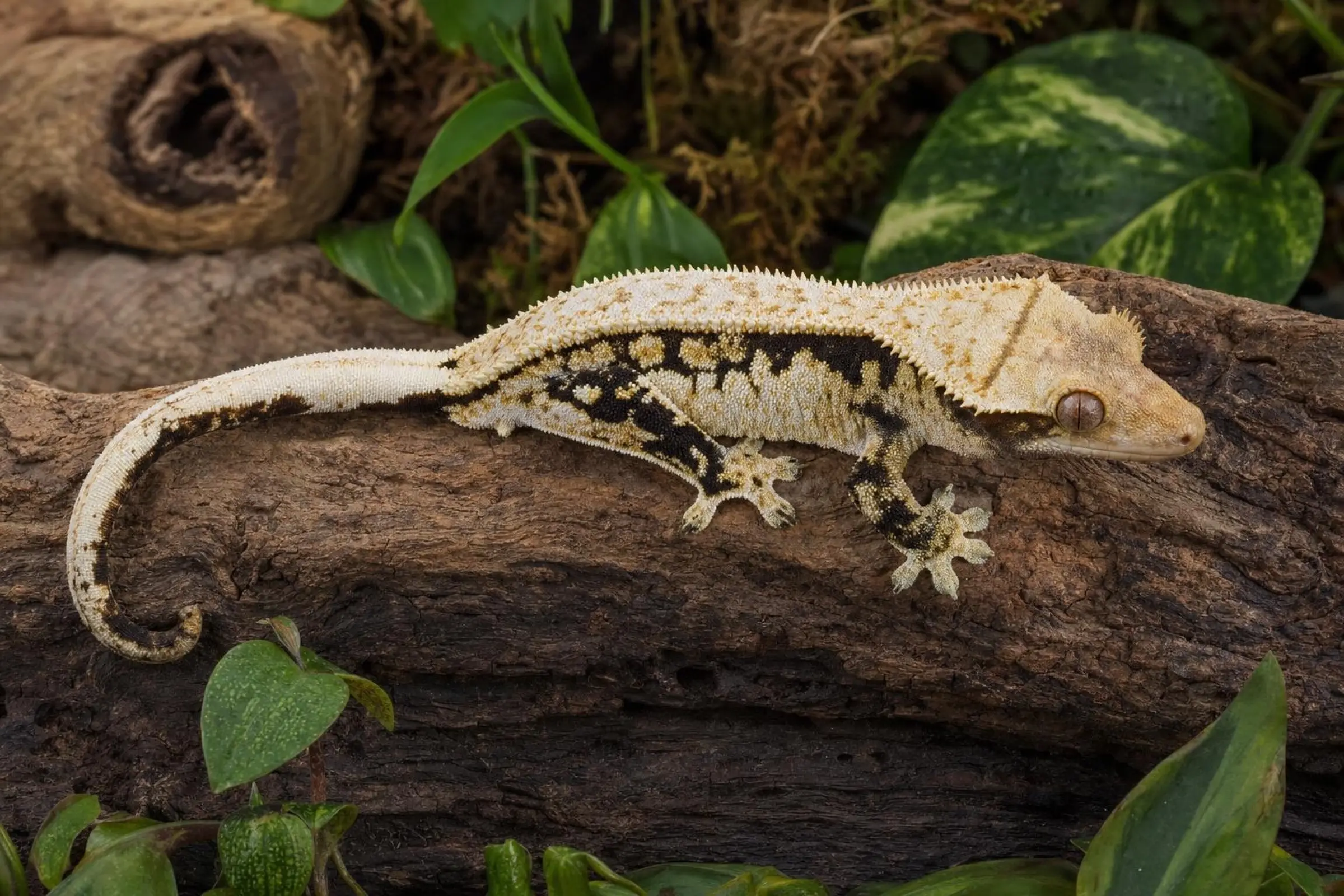 Kronengecko „Designer Mix“, Rhacodactylus ciliatus