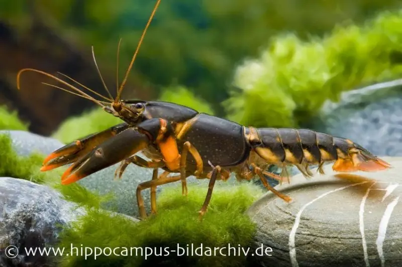 Feuerkrebs, Cherax sp. Orange Tip