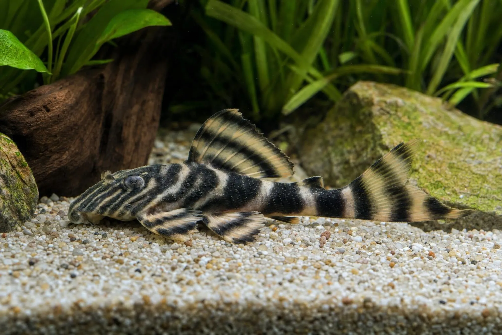 Anapú-Harnischwels L403, Panaqolus sp.