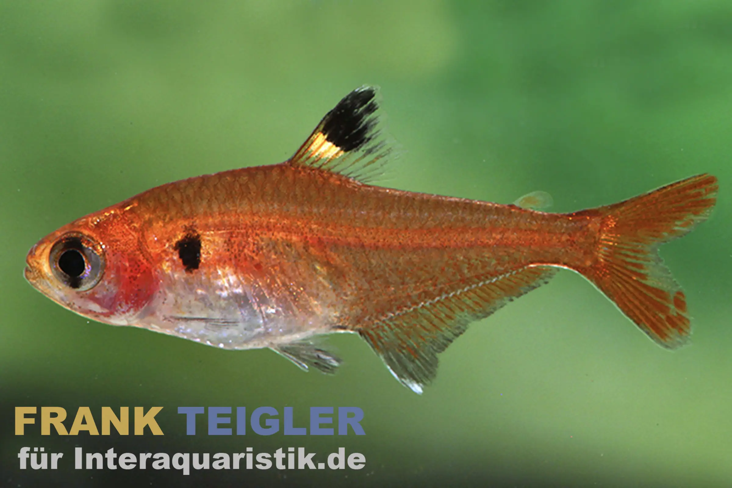 Roter Signalsalmler, Hyphessobrycon haraldschultzi