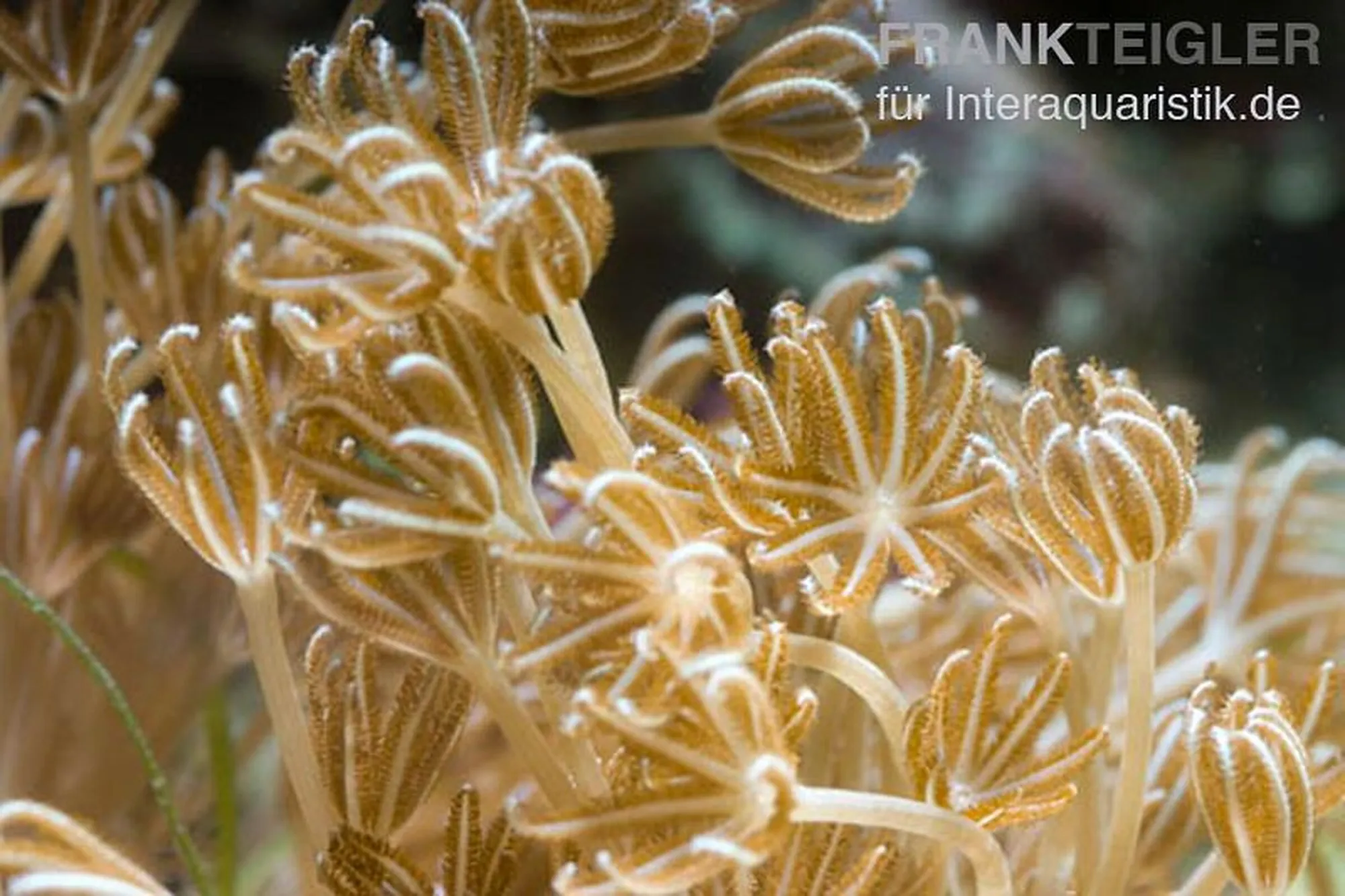 Pumpende Xenia (Nachzucht), Xenia umbellata, Größe M–L