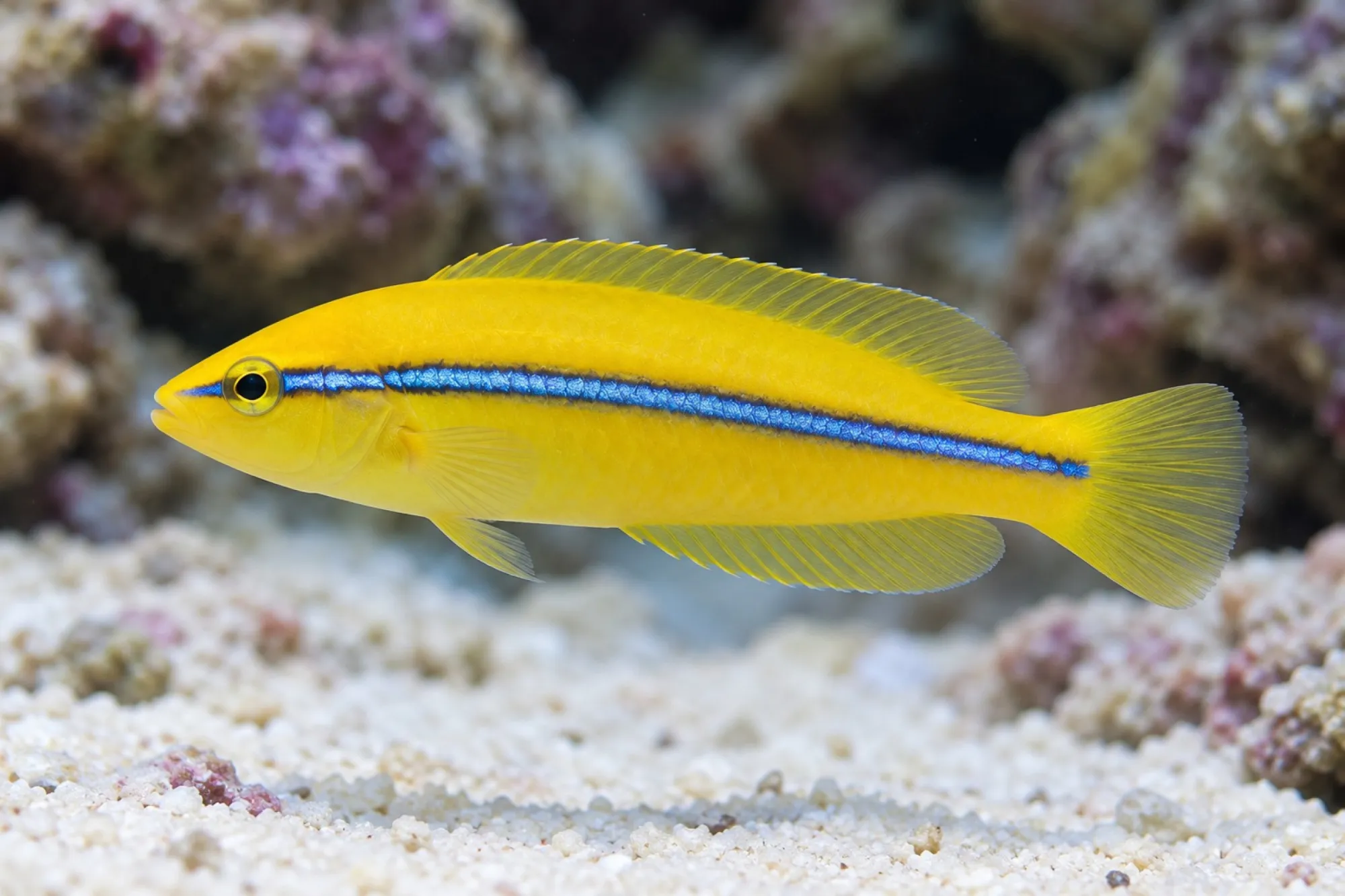 Gelbkopf-Lippfisch, Halichoeres garnoti