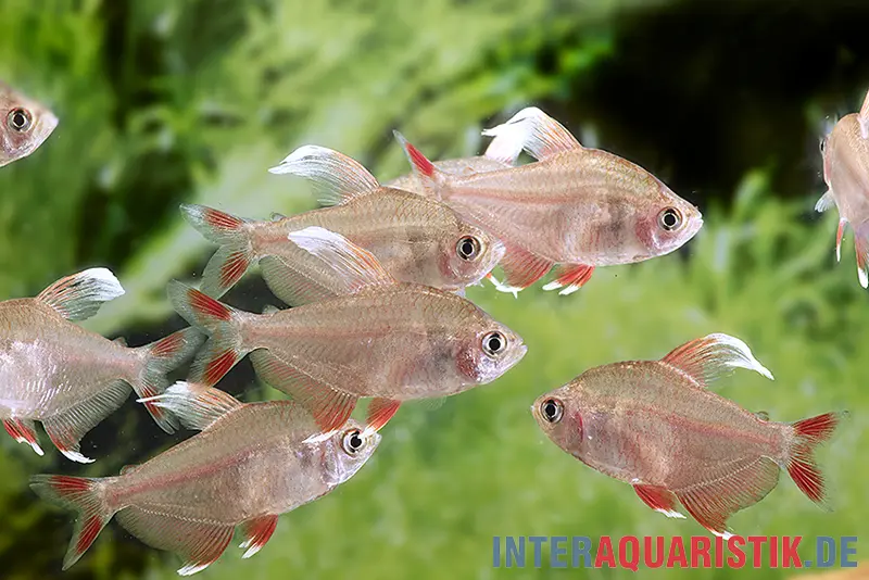 Weißflossen-Schmucksalmler, Megalamphodus rosaceus (Hyphessobrycon rosaceus) White fin