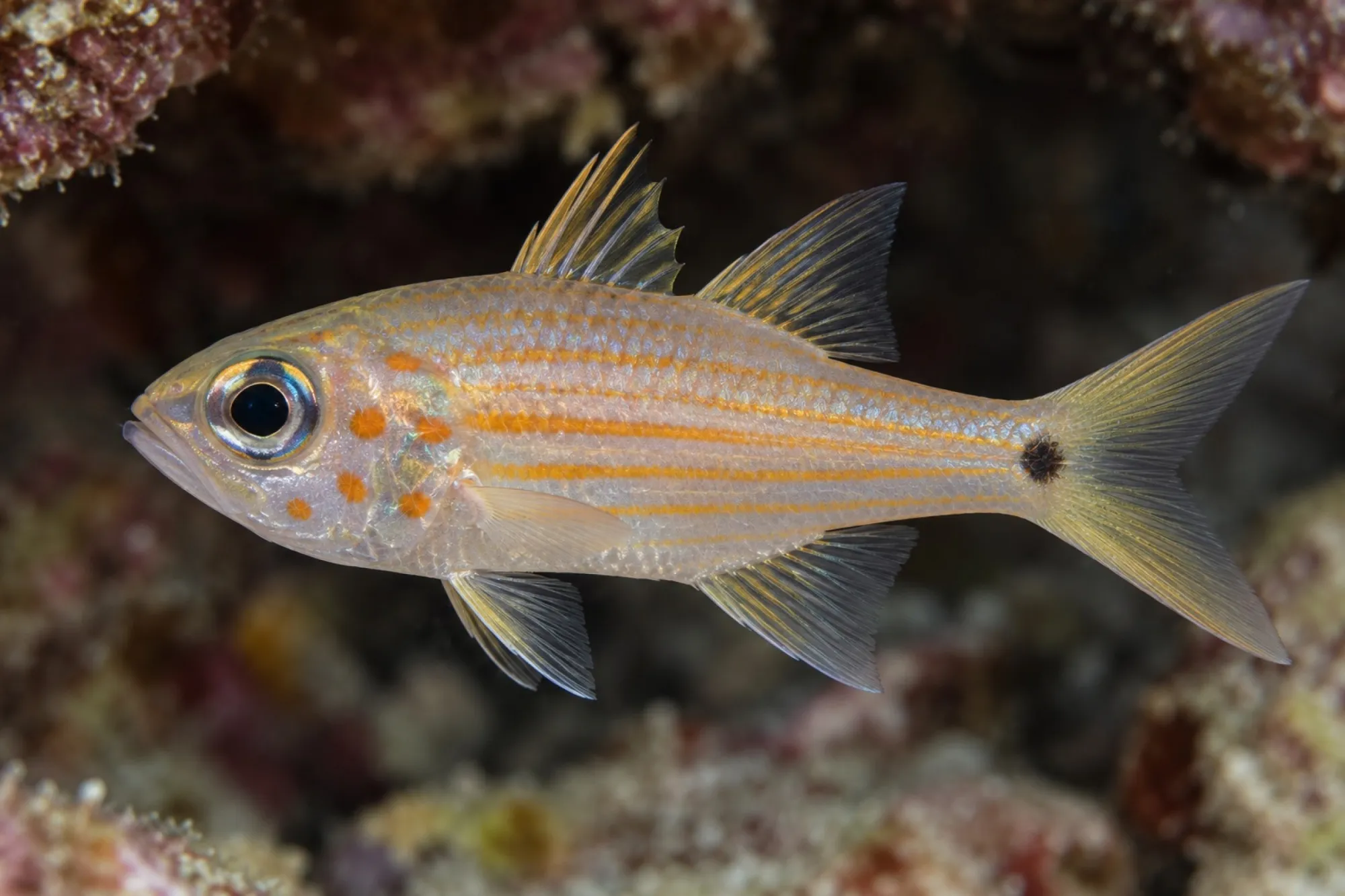 Wangenpunkt-Kardinalbarsch, Ostorhinchus chrysopomus