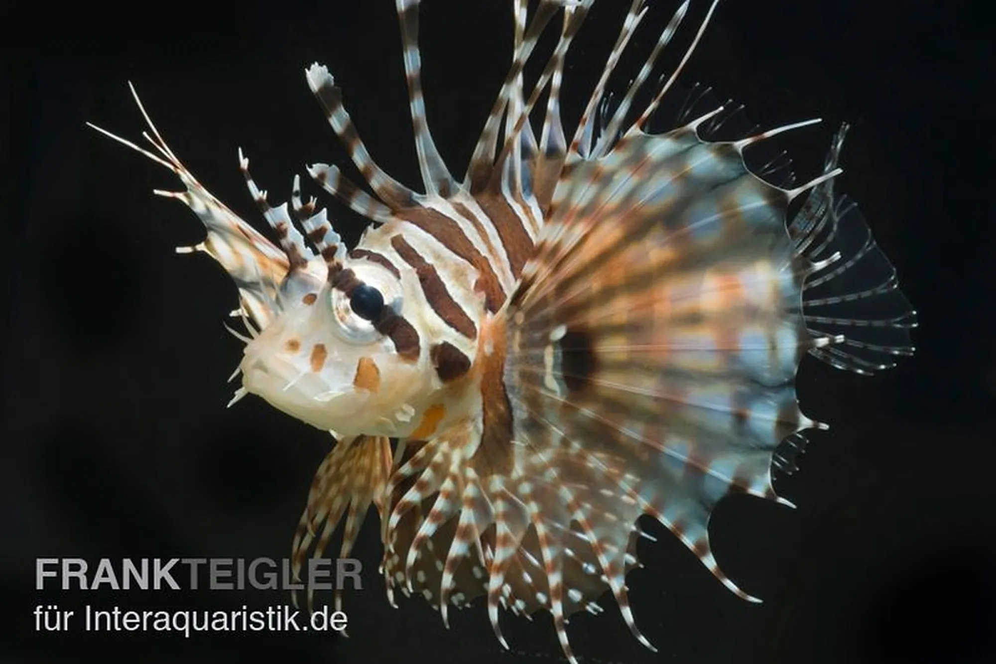 Zebra-Zwergfeuerfisch, Dendrochirus zebra, ca. 4,0-6,0 cm
