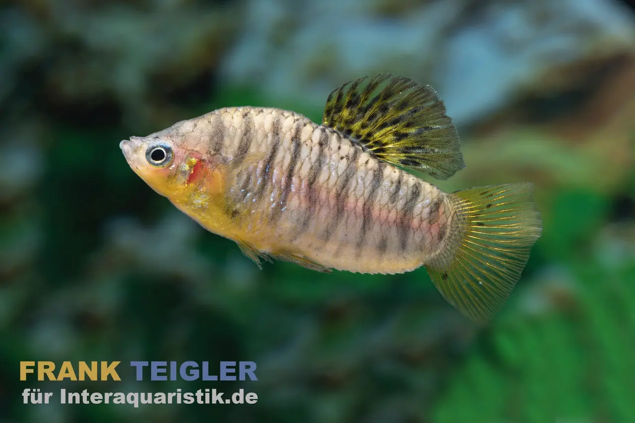 Schwarzbindenkärpfling, Limia nigrofasciata