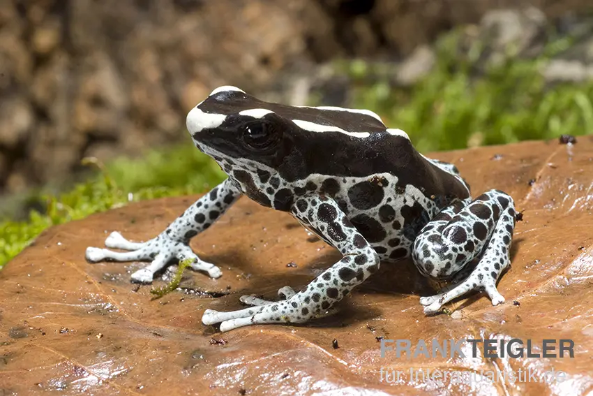 Färberfrosch, Dendrobates tinctorius "Graubeiner"