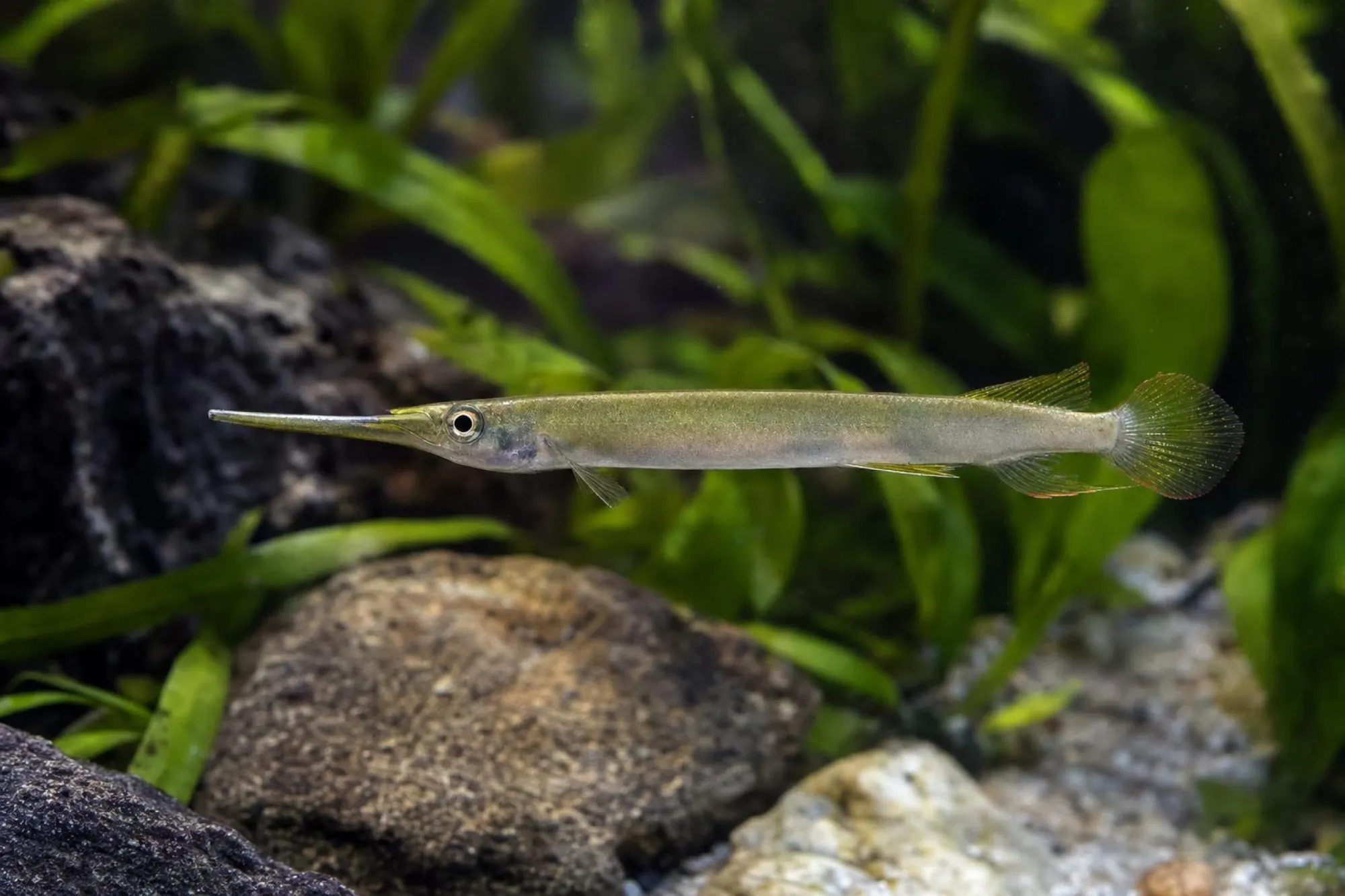Langnasen-Halbschnabelhecht, Hemirhamphodon pogonognathus