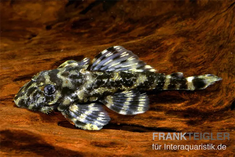 Atabapo-Schmetterlingsharnischwels, L52, Zonancistrus sp., 4-7 cm