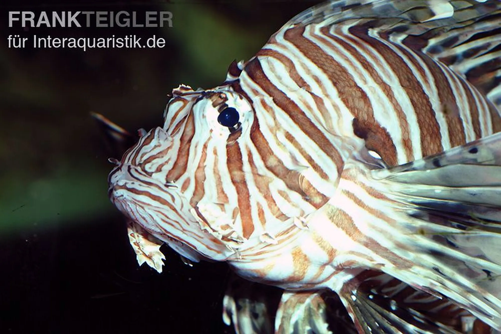 Pazifischer Rotfeuerfisch, Pterois volitans, ca. 7,0-9,0 cm