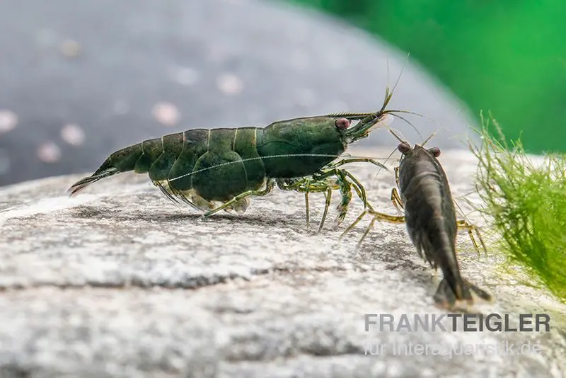 Green Jade Garnele, Neocaridina davidi