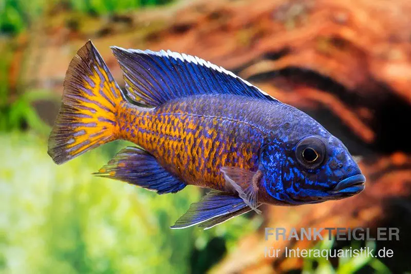 Aulonocara stuartgranti "Ngara", 5-8 cm DNZ