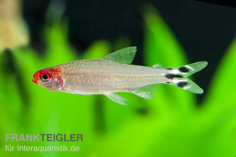 Blehers Rotkopfsalmler, Hemigrammus bleheri (Petitella bleheri)