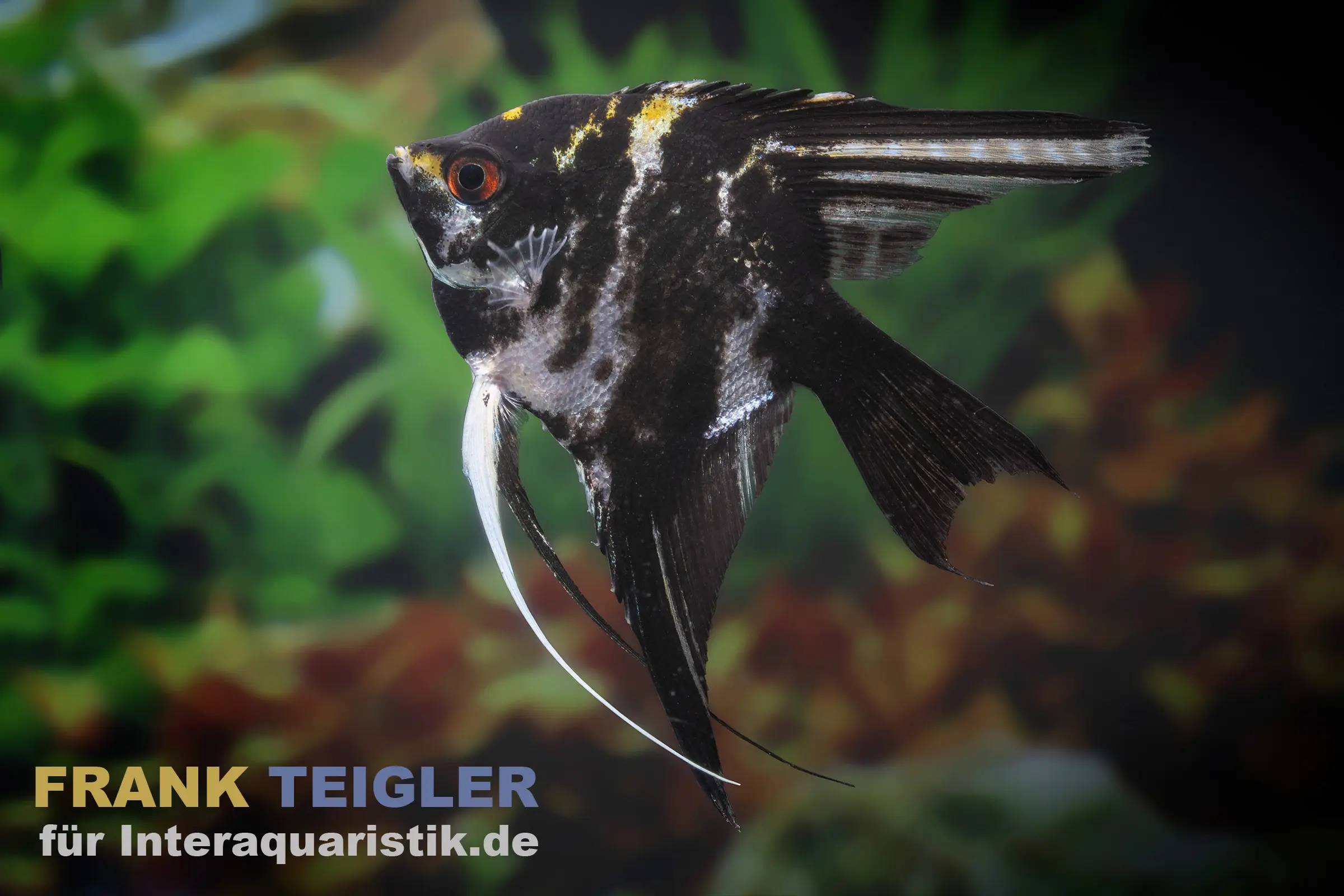 Marmor-Skalar, Pterophyllum scalare, DNZ 4-5 cm