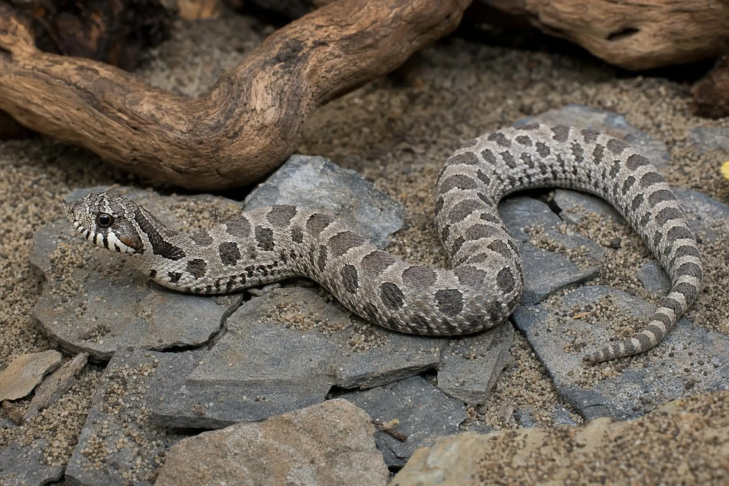Westliche Hakennasennatter „Lavender“ aus Nachzucht, Heterodon nasicus