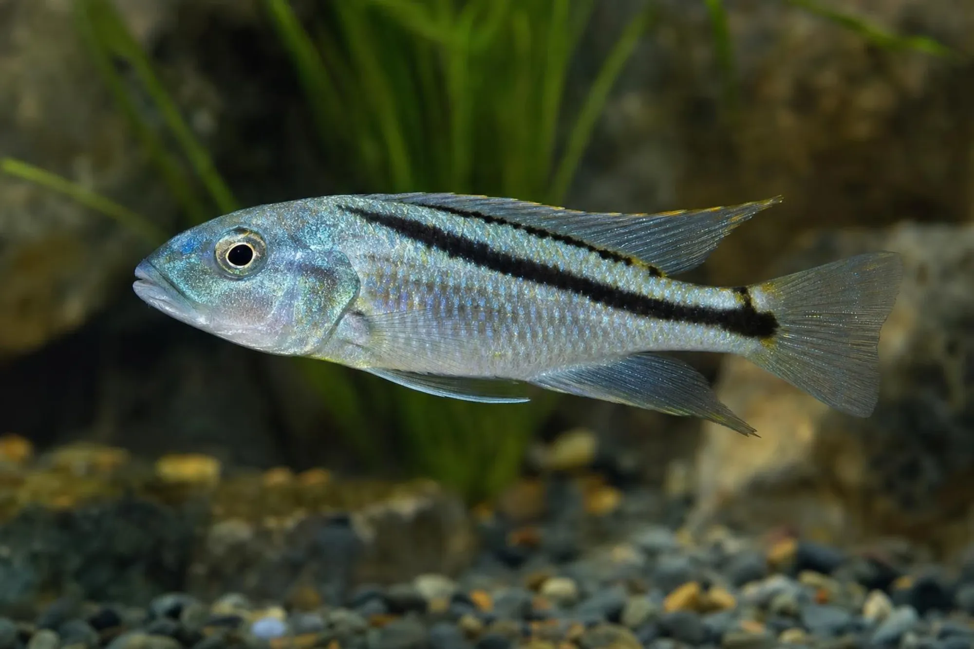 Malawi-Habichtbuntbarsch, Aristochromis christyi, ca. 4,0-5,0 cm