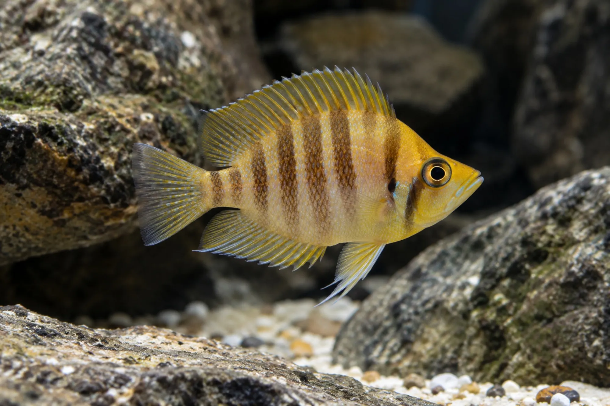Gold-Nanderbuntbarsch, Altolamprologus compressiceps
