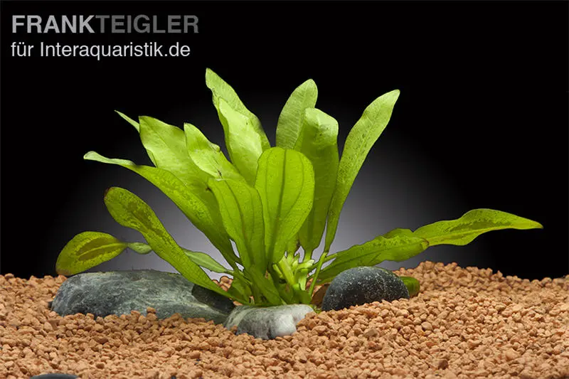 Riesenschwertpflanze, Echinodorus martii "Major", im Topf