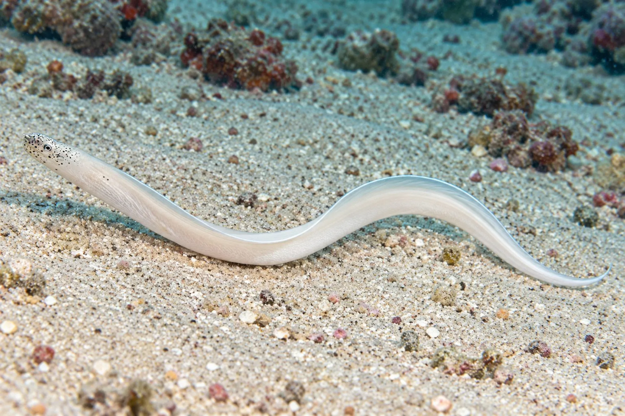 Geisterband Muräne, Pseudechidna brummeri